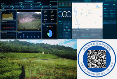 天目湖“白芽贡茶”重生记 常州联通数字农业赋能茶业新贵族